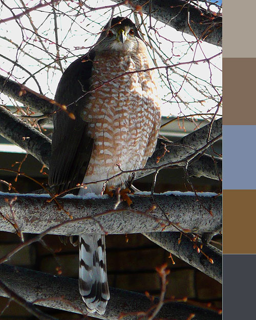 Raptor1CPalette_W Raptor1CPalette_W