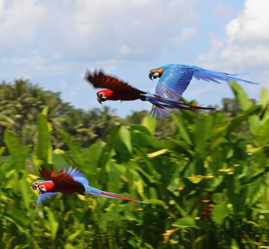 Macaws4A_W Macaws4A_W