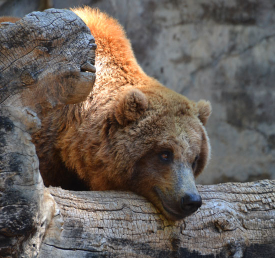 BearSmile_W BearSmile_W