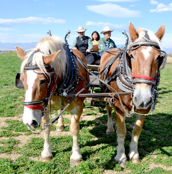 WagonTeam1A_W WagonTeam1A_W