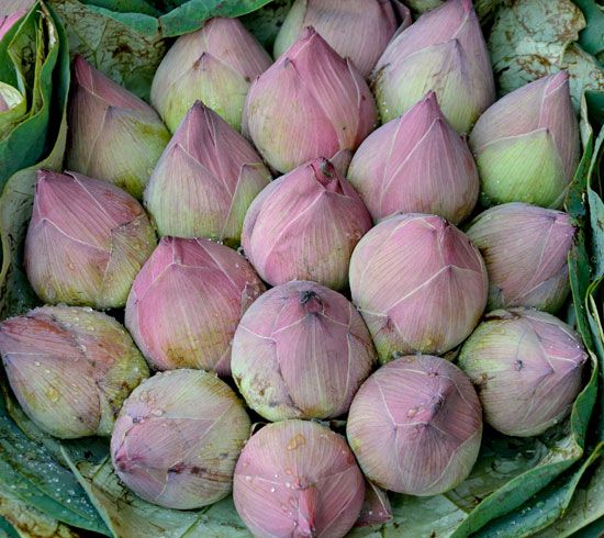 LotusBud1B_550