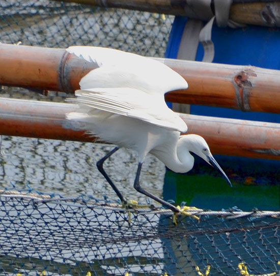 EgretNets1_550 EgretNets1_550