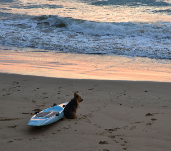 SurferDog1_W