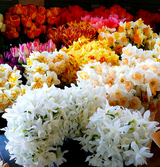 SpringBlooms550 SpringBlooms550