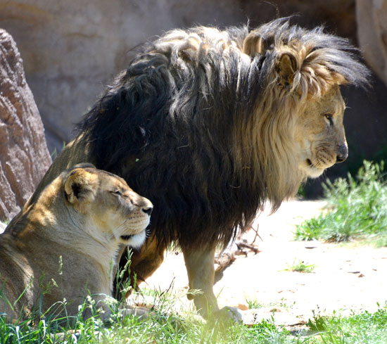 LionPair1_550 LionPair1_550