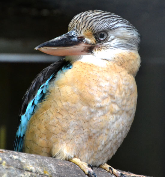 BlueWingedKookaburra1_550 BlueWingedKookaburra1_550