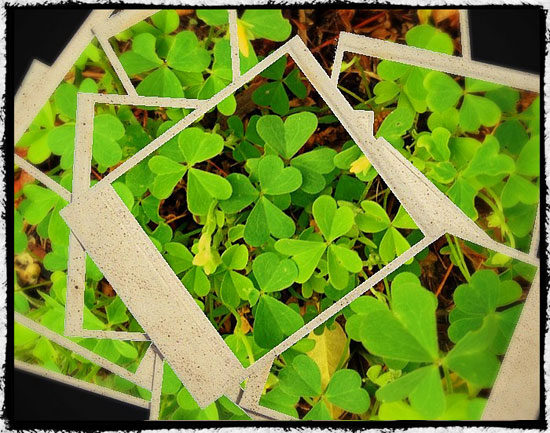 ShamrocksB3_550
