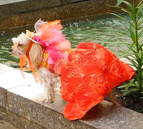 EasterDog_550