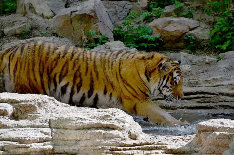 TigerWading1 TigerWading1