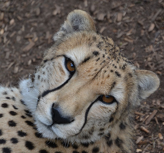 CheetahSmile1_W CheetahSmile1_W