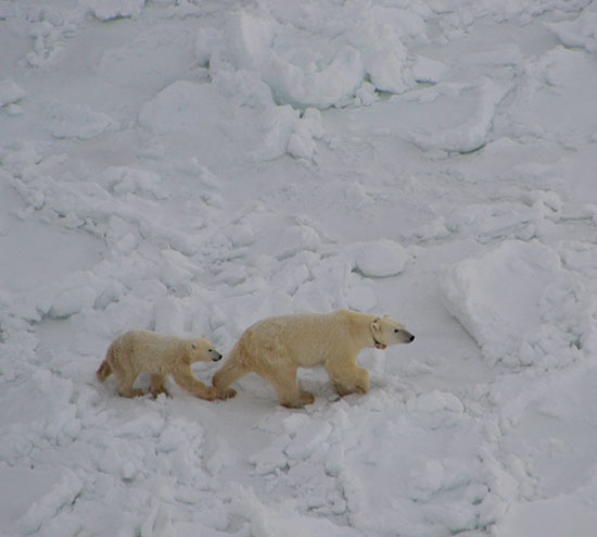 HeliBearCub1