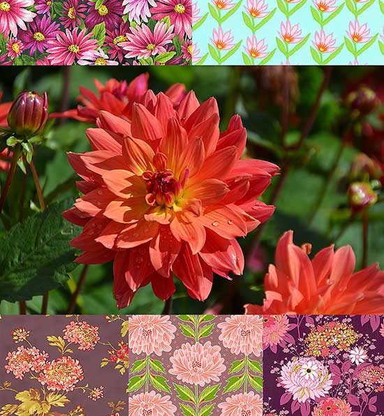 CrathesDahlia_550
