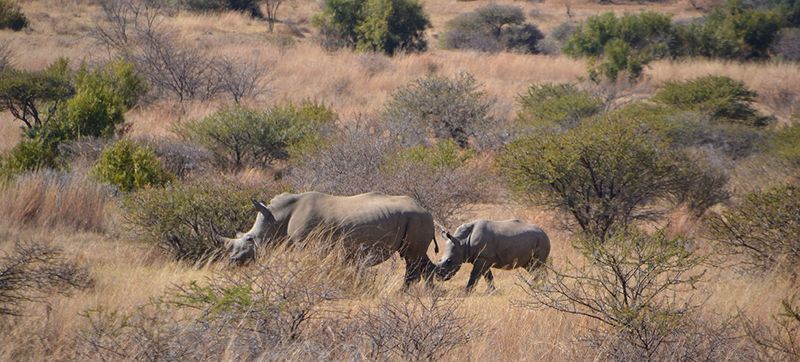 RhinoMamaBaby1sm RhinoMamaBaby1sm