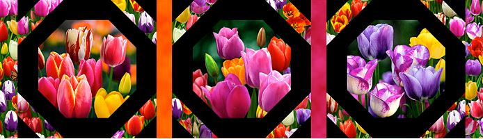 tulips