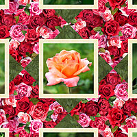 QPROROSE