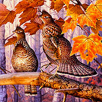 EBIRD9OO
