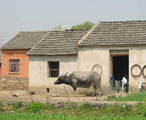 Buffalo