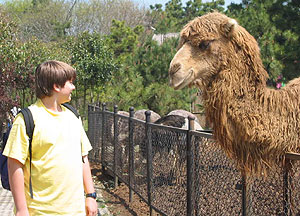 Camel